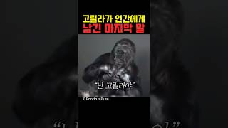 고릴라가 인간에게 남긴 마지막 말 [upl. by Laspisa]