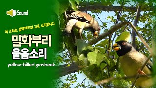 밀화부리 울음소리 yellowbilled grosbeak song [upl. by Glenden516]