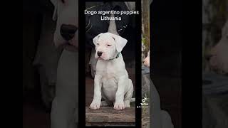 Cassus Zlota Troja dogo argentino dogoargentinopuppies dogoargentinadogs [upl. by Keely]