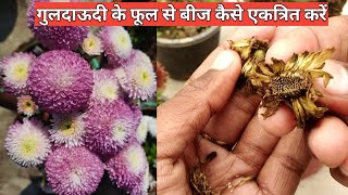 गुलदाऊदी के फूल से बीज कैसे एकत्रित करें  Guldaudi seeds collection  Chrysanthemum seeds [upl. by Star687]