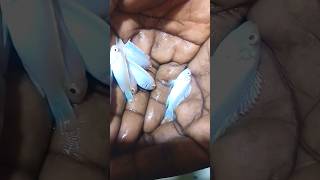 Albino Mbuna Cichlids one of the rare collectionsjanyvlogstamil tamil music [upl. by Zined843]