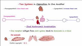 Autonomic Nervous System [upl. by Aened]