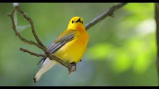 Prothonotary warbler singing  Protonotaria citrea [upl. by Douty]