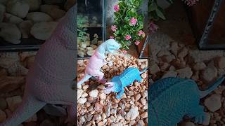 tirex triceratops animaltoys shortvideo [upl. by Floria487]