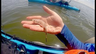 Catching Some BIG NJ Backbay Flounder on BIG Bait [upl. by Ykcin]