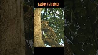 Baboon VS Leopard [upl. by Johppah75]