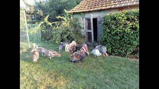 Ronquieres Turkeys  Dinde de Ronquières  Update [upl. by Acirretal401]