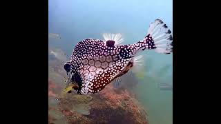 Coral City Camera  Smooth Trunkfish Catwalk Turn  7424 [upl. by Friedrich83]