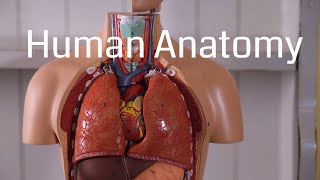 Basic Human Anatomy for Beginners [upl. by Lledor530]