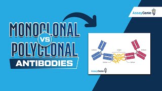 Monoclonal Vs Polyclonal Antibodies [upl. by Weide]