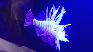 Eshopps Lionfish amp Jellyfish [upl. by Ervin865]