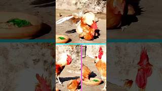 rooster and hen shorts pets chicken roosterandhen funnyroostersaspets [upl. by Yelsek]