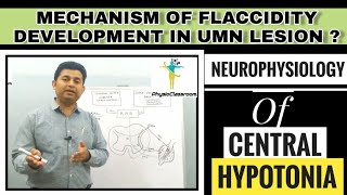 NEUROPHYSIOLOGY OF CENTRAL HYPOTONIA FLACCIDITY DUE TO UMN LESION [upl. by Acceber203]