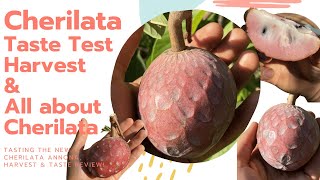 Cherilata Annona Fruit  Harvest amp Taste Review  All About the Cherilata Annona Hybrid [upl. by Shem187]