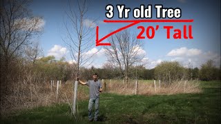 Fast Growing Trees For Deer Habitat  Hybrid Willows and Poplars [upl. by Nnahsal]