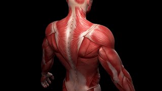 ANATOMY REVISION QampA MUSCLES OF UPPER LIMB [upl. by Neelak520]