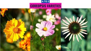 Coreopsis Varieties A to Z [upl. by Ueihtam]