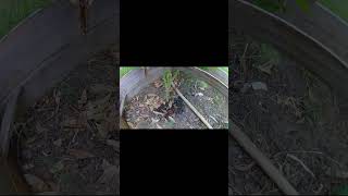 CHEAP DIY Drip Irrigation System shorts gardening [upl. by Akemehc]