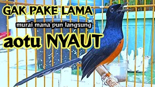 murai batu gacor full isian PANCINGAN MURAI BATU AGAR EMOSI [upl. by Waldack]