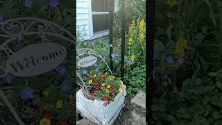 Cranesbill or Hardy Geraniums [upl. by Bascio]