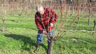 Grape pruning with Jaison Kerr of Kerr Farm Wine at Kumeu New Zealand [upl. by Fitton]