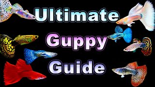 The Ultimate Guide to Guppy Care and Breeding [upl. by Aroon380]