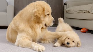 Golden Retriever Dad Tells Son Playtime Is Over [upl. by Dorelle]