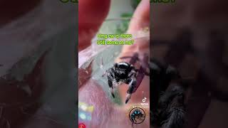 Whoa One of the Cute Baby Regal Jumping Spiders Molted 👀spider amazing animals cute [upl. by Nej]