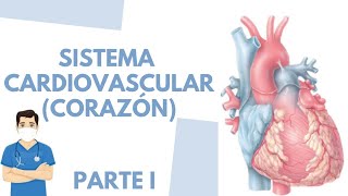 🫀Anatomía y fisiología del corazón PARTE I  Fácil  ENFERMERÍA [upl. by Rokach]