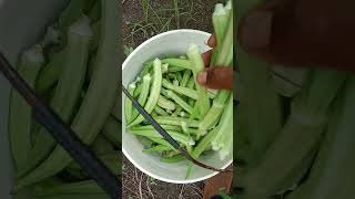 New technique for growing okra plant agriculture plants okrafarming okra okracurry [upl. by Iruahs]