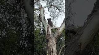 Bud the koala in my tree curious Twig dog [upl. by Esirec]