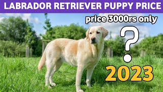 Labrador Retriever puppy Price 2023  Labrador monthly Cost 🤑 [upl. by Rebor386]