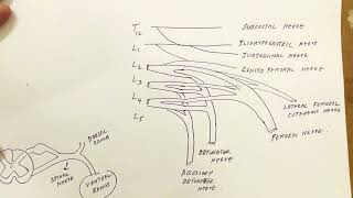 Nerves of Lower Limb 1 [upl. by Danyelle]