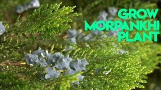 2 Easy ways to Grow Platycladus OrientalisMorpankhi Plant [upl. by Eikcid47]