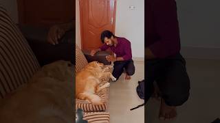 quotWatch This Golden Retriever Experience HILARIOUS Falling Fever Momentsquotgreenscreen subscribe [upl. by Ias]