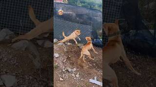 street dog fight  dog barking sound  dogs fight video dogfight streetdog [upl. by Halliday]