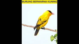 BURUNG CANTIK BERWARNA KUNING [upl. by Ahsikam]