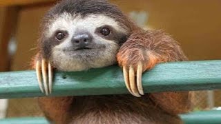 Cute Baby Sloth Rescue [upl. by Udall267]