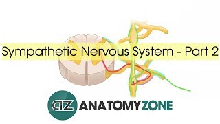 Sympathetic Nervous System Anatomy  Part 2 [upl. by Ojybbob142]