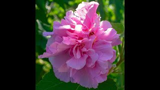 Plant Review Confederate Rose Hibiscus mutabilis [upl. by Eatnod362]