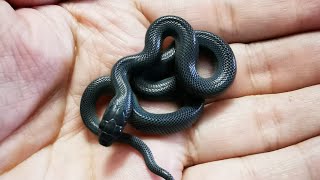 Black African House Snake  My first Clutch Hatching [upl. by Terrijo]