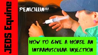 HORSE INTRAMUSCULAR INJECTION  HOW TO  PENICILLIN  JEDS Equine  Vet How To [upl. by Malan]