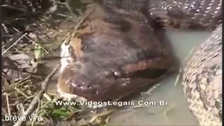 Cameras gravam GIGANTES ANACONDAS  the GIANT ANACONDAS recorded in CAMERA in Brazil [upl. by Ragan]