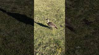 Haleakalas Goose Nene [upl. by Prober469]