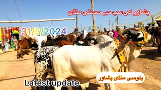 Palosi Maweshi mandi Peshawar 2024  3152024  mandi ma janwar🐮 bhot zaida kaleemullahvlogs [upl. by Secnirp]