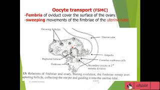 cyclic changes of the female genital system [upl. by Aicilas]