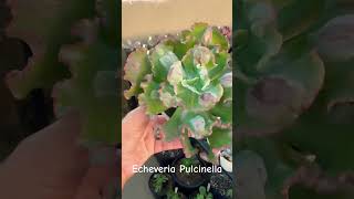 Echeveria Pulcinella  Dicas de cultivo  Lê e Paty Suculentas [upl. by Madelena]