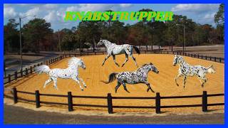 Cavalo Knabstrupper cavalo cavalos eqüinos equino horse horses cavalaria equitação [upl. by Yrdnal]