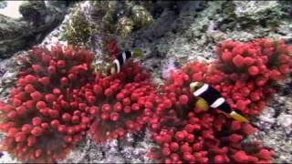 Clownfish of Thailand Similan Islands Richelieu Rock [upl. by Gorges]