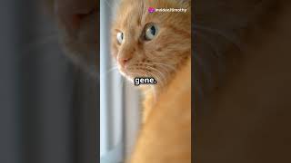 How Rare are female orange cats cats animals catlovers shorts catshorts facts [upl. by Spielman]